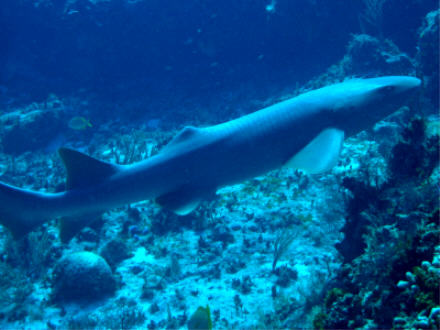 Cozumel Shark