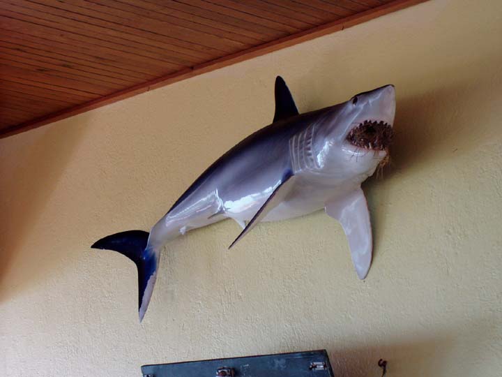 Habitat Restaurant Shark